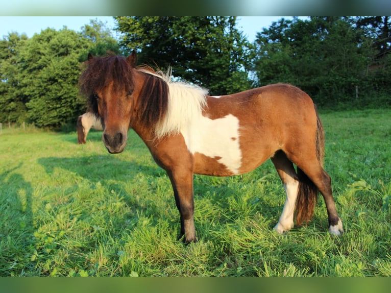 Cavallo in miniatura americano Giumenta 2 Anni 86 cm Pezzato in Gettorf