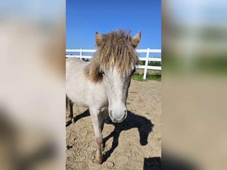 Cavallo in miniatura americano Mix Giumenta 2 Anni Grigio in Bad Krozingen