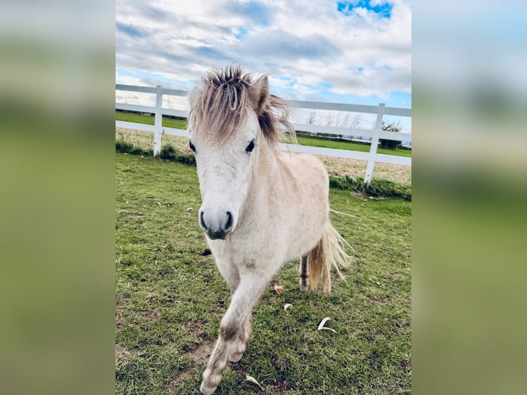 Cavallo in miniatura americano Mix Giumenta 2 Anni Grigio in Bad Krozingen