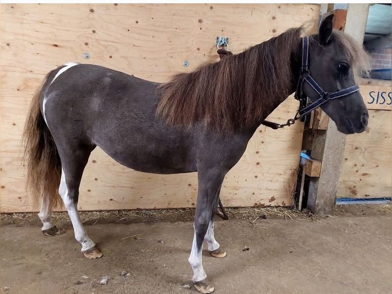 Cavallo in miniatura americano Giumenta 3 Anni 79 cm Baio in Herentals