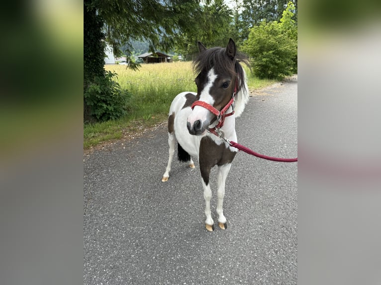 Cavallo in miniatura americano Giumenta 4 Anni 85 cm  in Ebensee