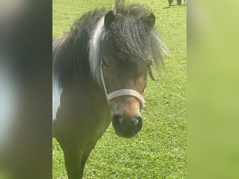 Cavallo in miniatura americano Giumenta 4 Anni 95 cm Tobiano-tutti i colori in Bad Bentheim