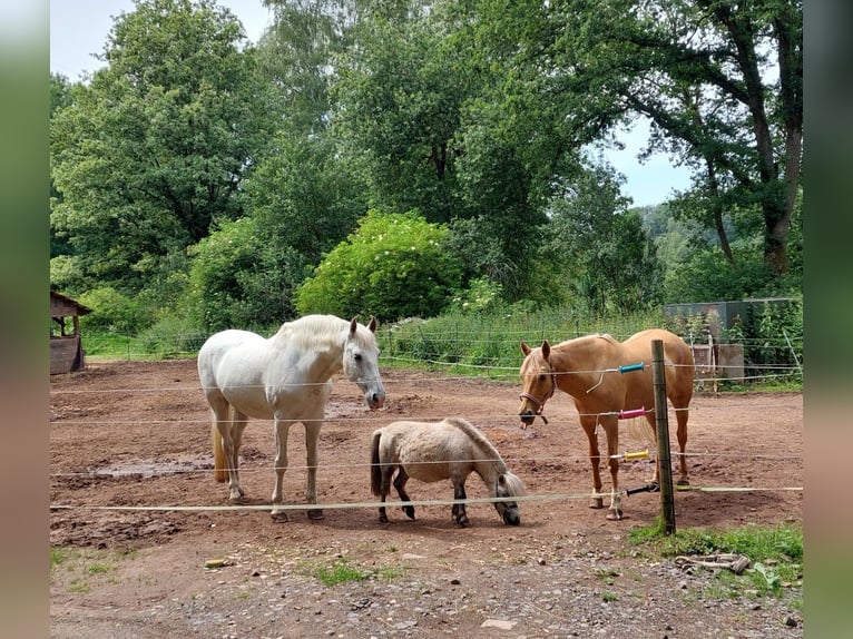 Cavallo in miniatura americano Giumenta 5 Anni 84 cm Leardo in Reipoltskirchen