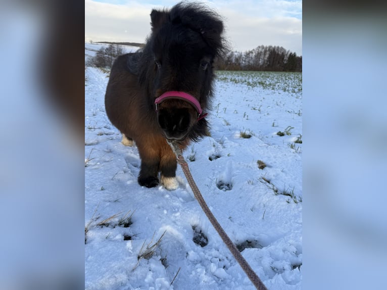 Cavallo in miniatura americano Giumenta 7 Anni 76 cm Baio nero in Duderstadt