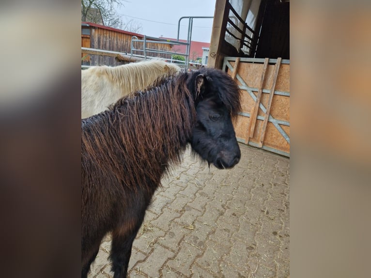 Cavallo in miniatura americano Giumenta 7 Anni 84 cm Morello in Balingen