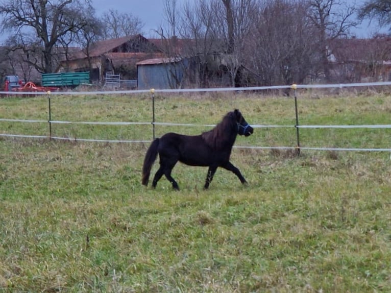 Cavallo in miniatura americano Giumenta 7 Anni 84 cm Morello in Balingen