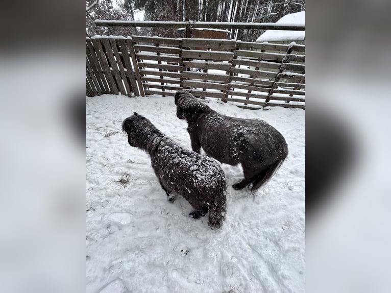 Cavallo in miniatura americano Giumenta 8 Anni 83 cm Leopard in Bestensee