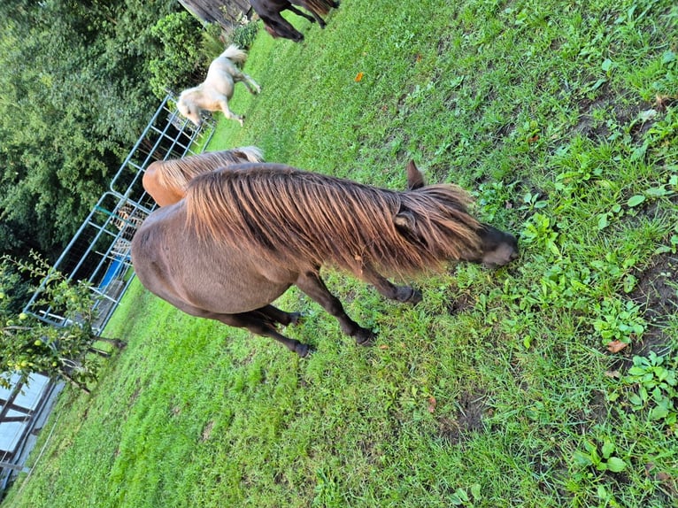 Cavallo in miniatura americano Giumenta 8 Anni  in Büdingen