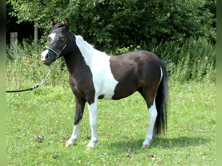 Cavallo in miniatura americano Giumenta 8 Anni  in Büdingen