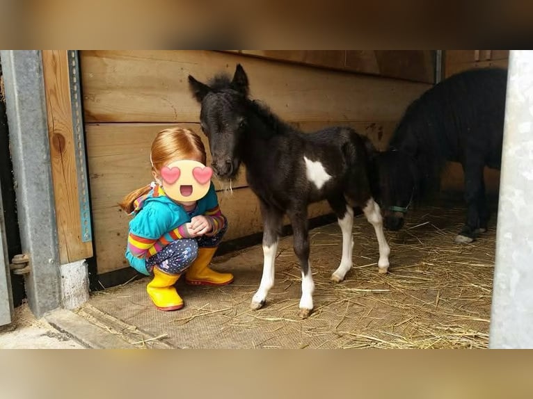 Cavallo in miniatura americano Giumenta 9 Anni 84 cm Pezzato in Stallwang