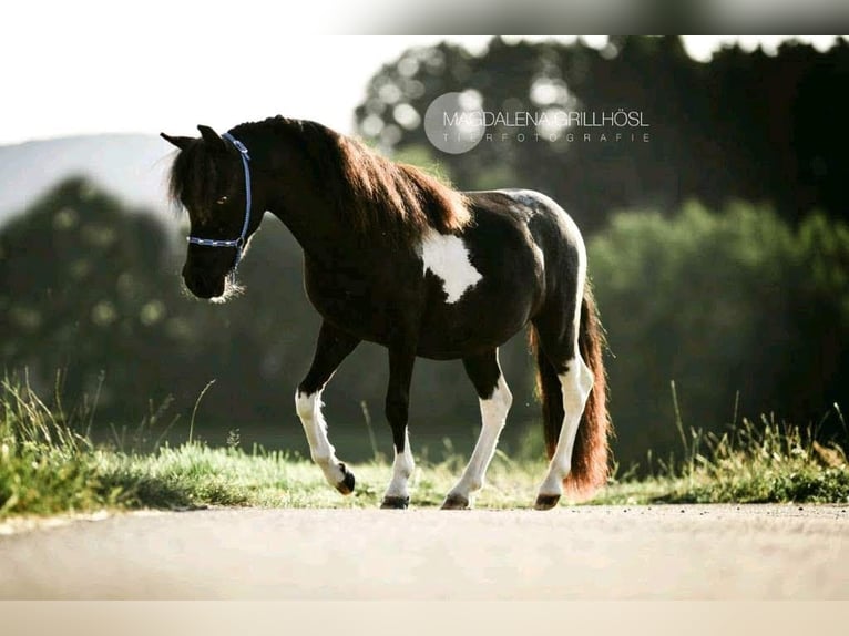 Cavallo in miniatura americano Giumenta 9 Anni 84 cm Pezzato in Stallwang