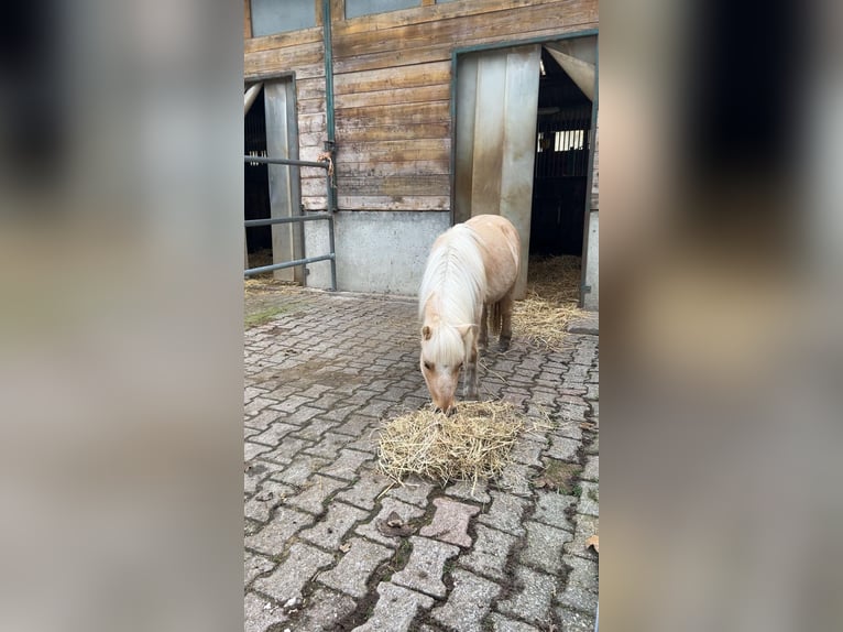 Cavallo in miniatura americano Giumenta 9 Anni 92 cm Palomino in Bruchsal