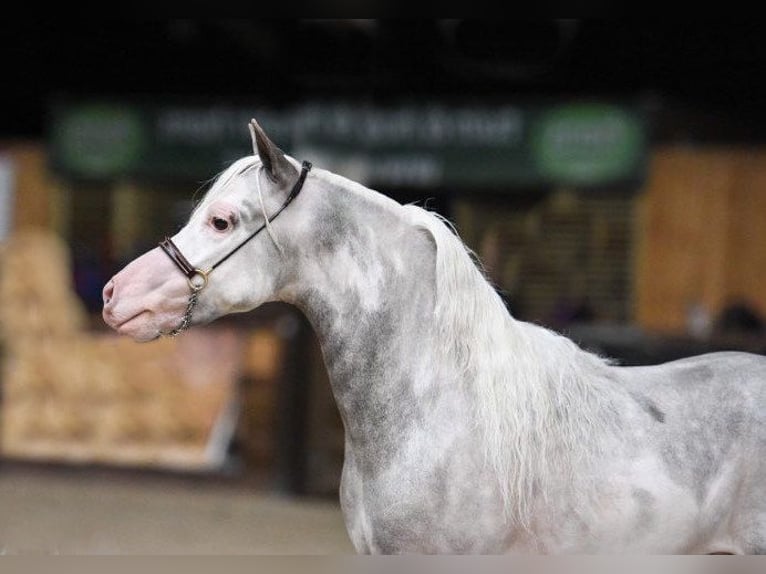 Cavallo in miniatura americano Giumenta Puledri (01/2026) Sauro scuro in Leinburg