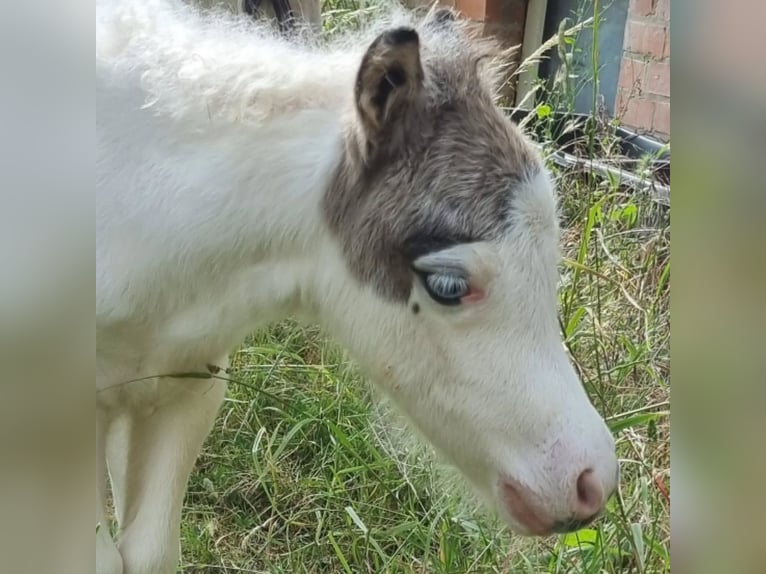 Cavallo in miniatura americano Giumenta Puledri (06/2025) Tovero-tutti i colori in S&#xF6;hlde
