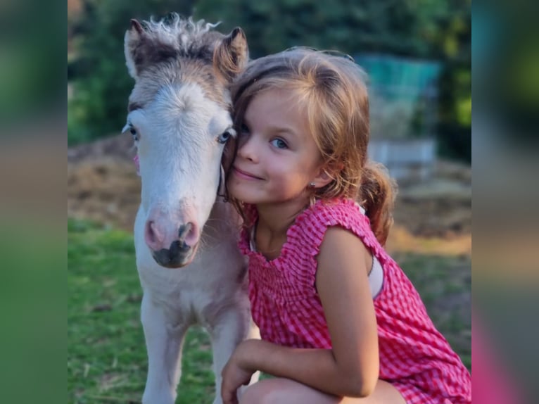 Cavallo in miniatura americano Giumenta Puledri (06/2025) Tovero-tutti i colori in S&#xF6;hlde