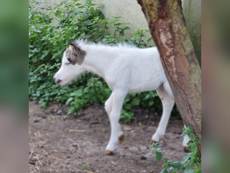 Cavallo in miniatura americano Giumenta Puledri (06/2025) Tovero-tutti i colori in S&#xF6;hlde