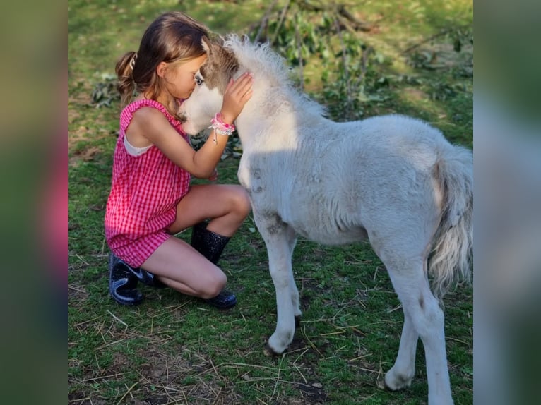 Cavallo in miniatura americano Giumenta Puledri (06/2025) Tovero-tutti i colori in S&#xF6;hlde