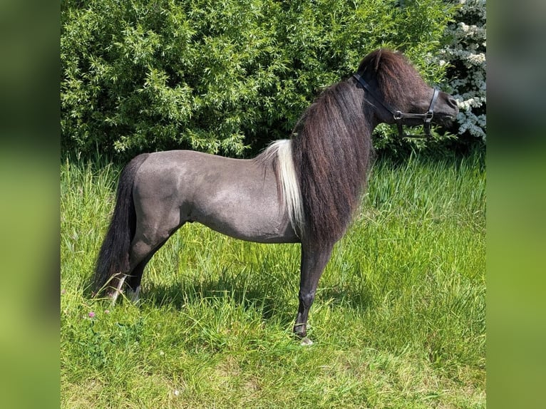 Cavallo in miniatura americano Stallone 11 Anni 80 cm Morello in Enter