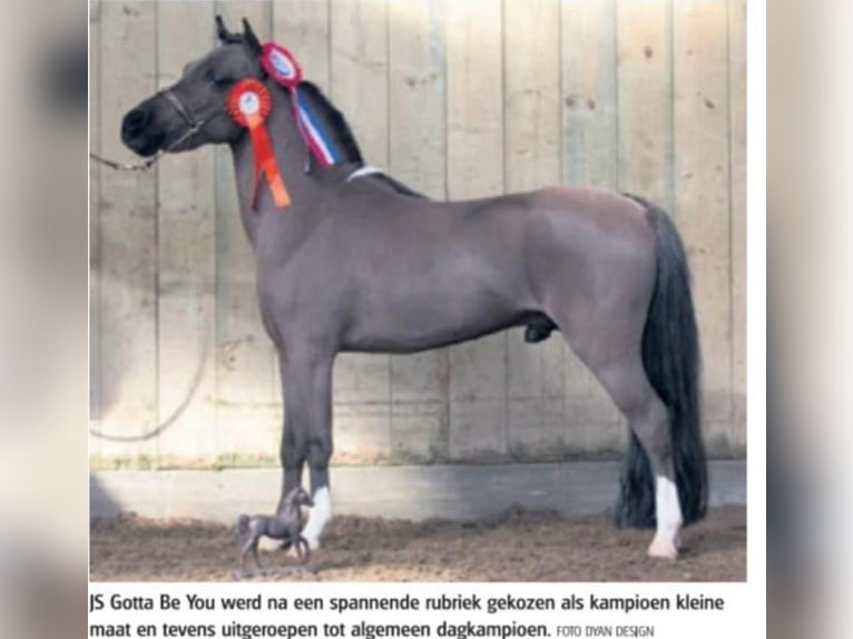 Cavallo in miniatura americano Stallone 11 Anni 80 cm Morello in Enter