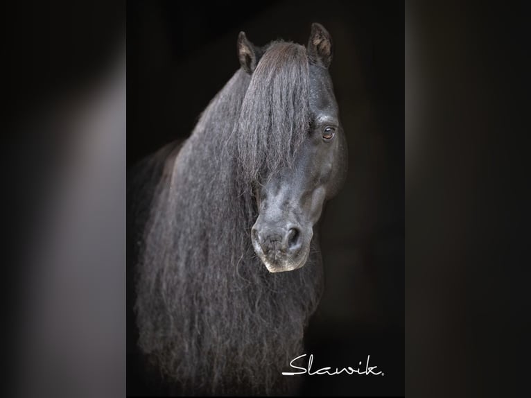 Cavallo in miniatura americano Stallone 15 Anni 82 cm Morello in Hinterstoder