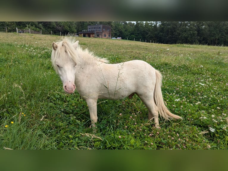 Cavallo in miniatura americano Stallone 1 Anno 75 cm Bianco in Auxerre