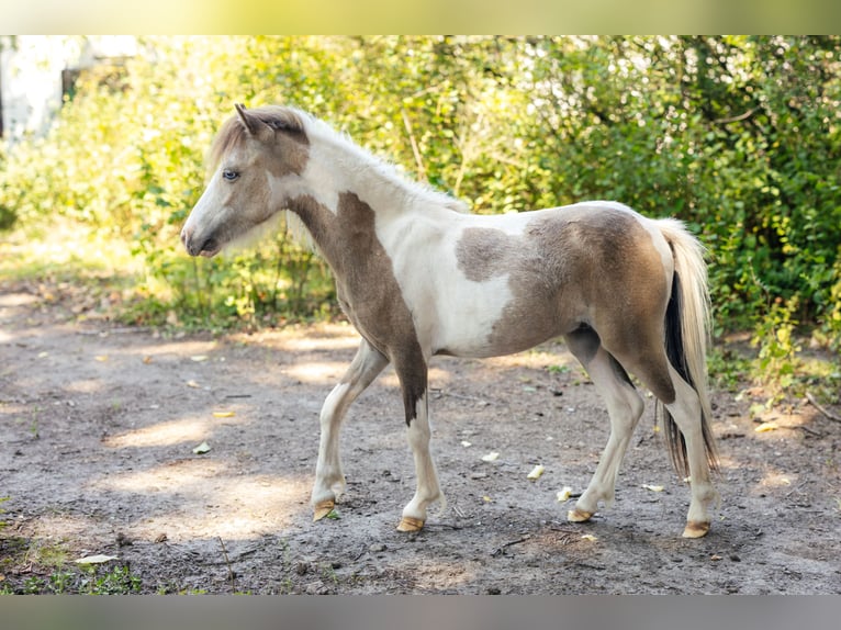 Cavallo in miniatura americano Stallone 1 Anno 82 cm Tovero-tutti i colori in S&#xF6;hlde