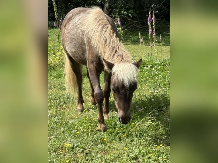Cavallo in miniatura americano Stallone 1 Anno 85 cm  in Hennef