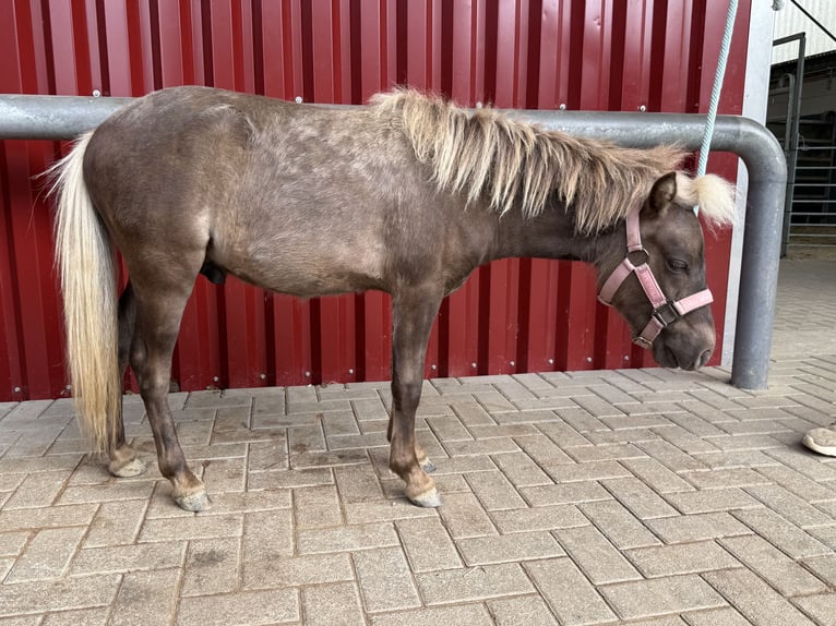 Cavallo in miniatura americano Stallone 1 Anno 85 cm  in Hennef