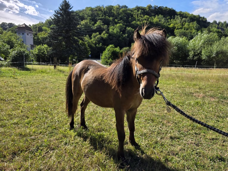 Cavallo in miniatura americano Stallone 1 Anno  in Büdingen