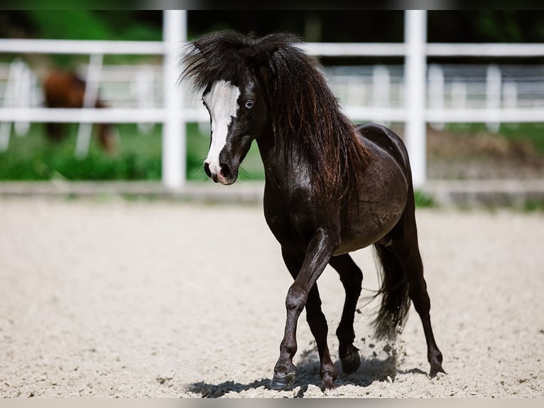 Cavallo in miniatura americano Stallone 1 Anno Leopard in Tainach
