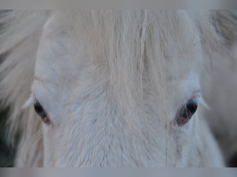 Cavallo in miniatura americano Stallone 2 Anni 80 cm Champagne in Lennik