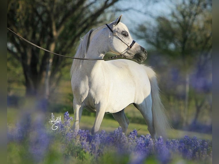 Cavallo in miniatura americano Stallone 2 Anni 90 cm Grigio in Le Petit Bornand