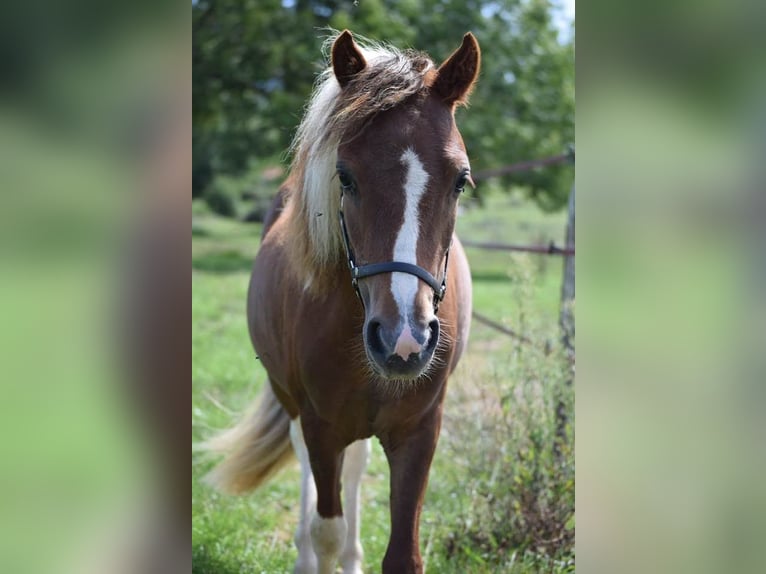Cavallo in miniatura americano Stallone 2 Anni 90 cm Overo-tutti i colori in Ponlat-Taillebourg