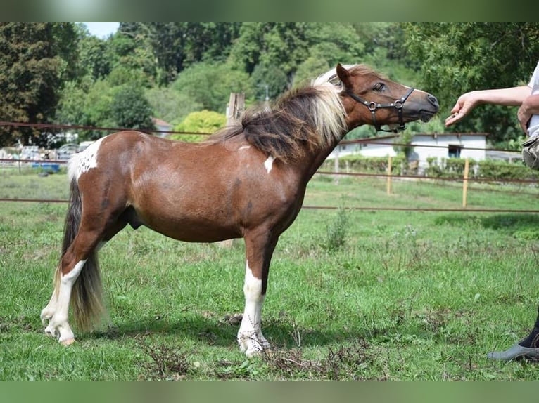 Cavallo in miniatura americano Stallone 2 Anni 90 cm Overo-tutti i colori in Ponlat-Taillebourg