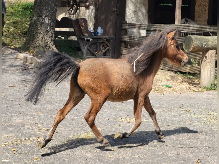 Cavallo in miniatura americano Stallone 2 Anni Baio in Lauschied