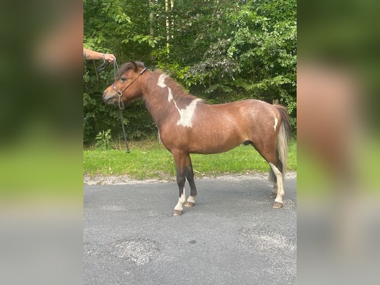 Cavallo in miniatura americano Stallone 3 Anni 80 cm Tobiano-tutti i colori in Bad BentheimBad Bentheim