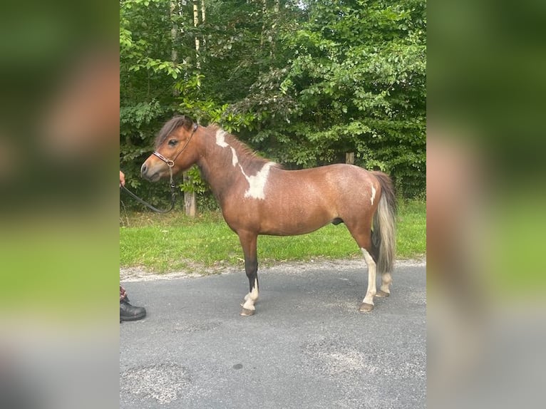 Cavallo in miniatura americano Stallone 3 Anni 80 cm Tobiano-tutti i colori in Bad BentheimBad Bentheim