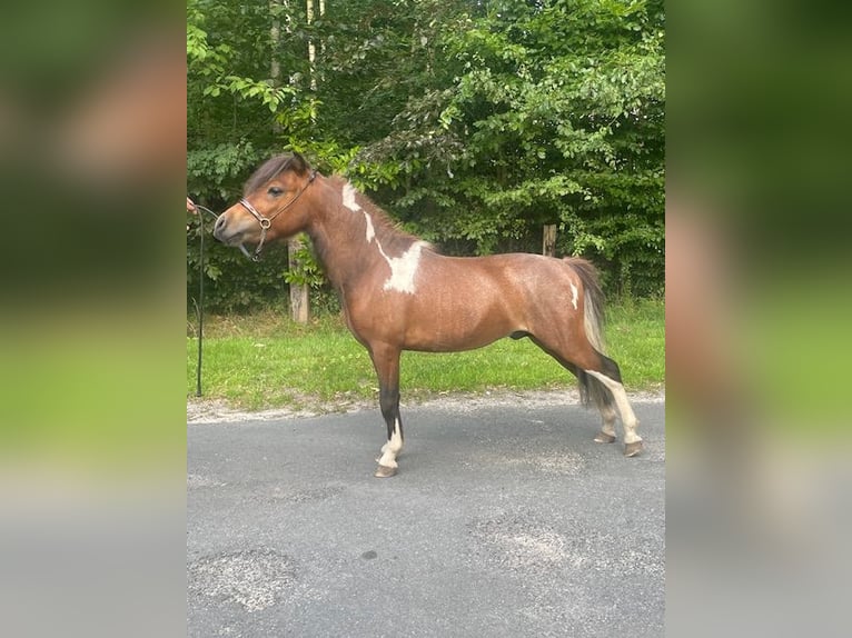 Cavallo in miniatura americano Stallone 3 Anni 80 cm Tobiano-tutti i colori in Bad BentheimBad Bentheim