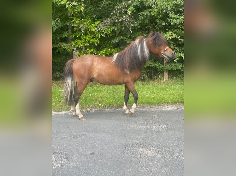 Cavallo in miniatura americano Stallone 3 Anni 80 cm Tobiano-tutti i colori in Bad BentheimBad Bentheim