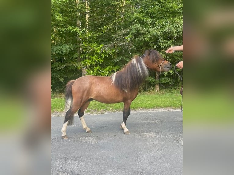 Cavallo in miniatura americano Stallone 3 Anni 80 cm Tobiano-tutti i colori in Bad BentheimBad Bentheim