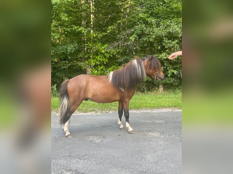 Cavallo in miniatura americano Stallone 3 Anni 80 cm Tobiano-tutti i colori in Bad BentheimBad Bentheim