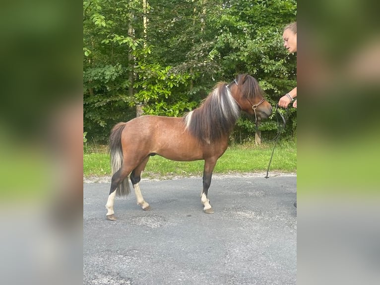 Cavallo in miniatura americano Stallone 3 Anni 80 cm Tobiano-tutti i colori in Bad BentheimBad Bentheim
