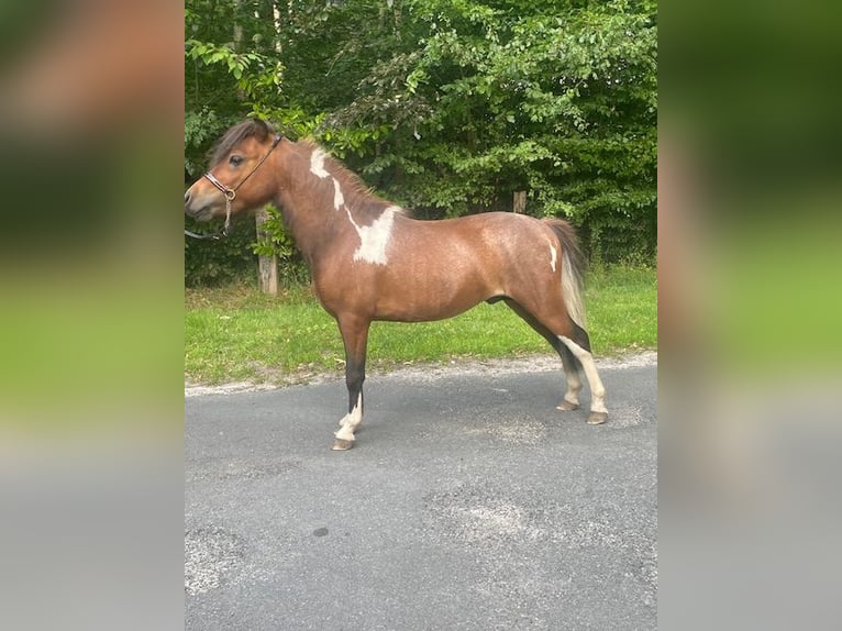 Cavallo in miniatura americano Stallone 3 Anni 80 cm Tobiano-tutti i colori in Bad BentheimBad Bentheim