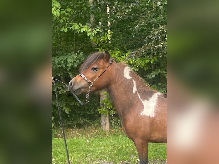 Cavallo in miniatura americano Stallone 3 Anni 80 cm Tobiano-tutti i colori in Bad BentheimBad Bentheim