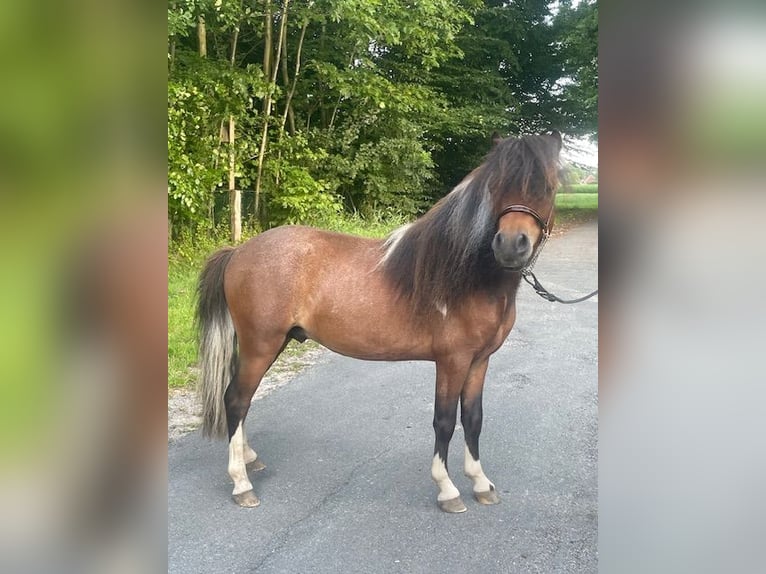 Cavallo in miniatura americano Stallone 3 Anni 80 cm Tobiano-tutti i colori in Bad BentheimBad Bentheim