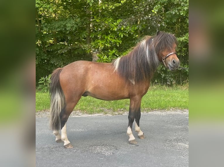Cavallo in miniatura americano Stallone 3 Anni 80 cm Tobiano-tutti i colori in Bad BentheimBad Bentheim