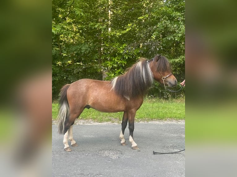 Cavallo in miniatura americano Stallone 3 Anni 80 cm Tobiano-tutti i colori in Bad BentheimBad Bentheim