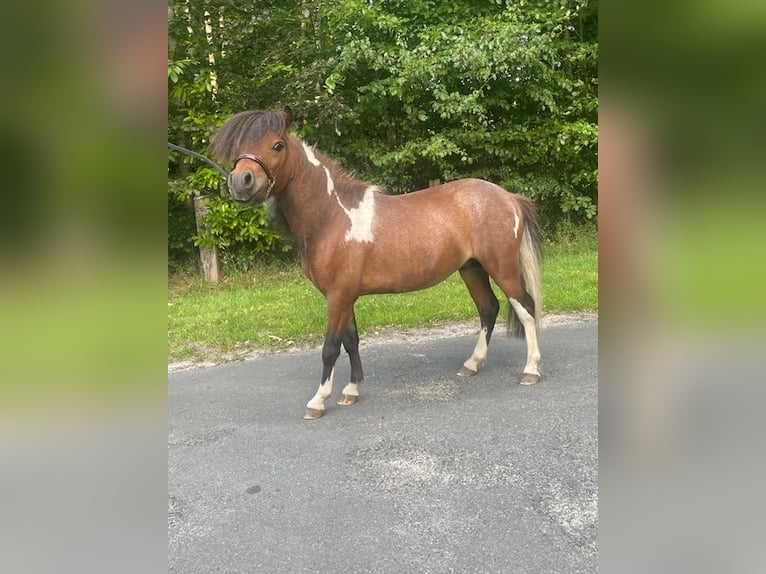 Cavallo in miniatura americano Stallone 3 Anni 80 cm Tobiano-tutti i colori in Bad BentheimBad Bentheim