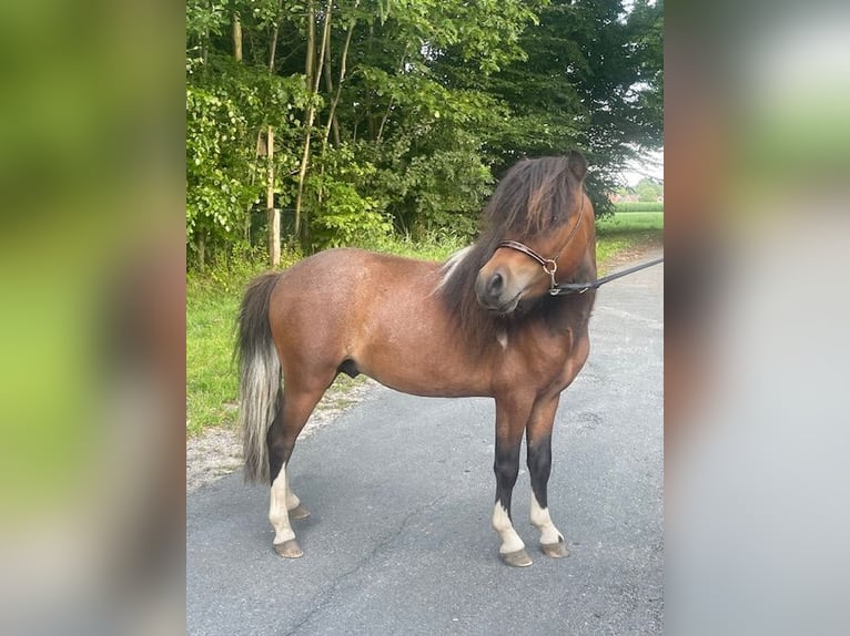 Cavallo in miniatura americano Stallone 3 Anni 80 cm Tobiano-tutti i colori in Bad BentheimBad Bentheim