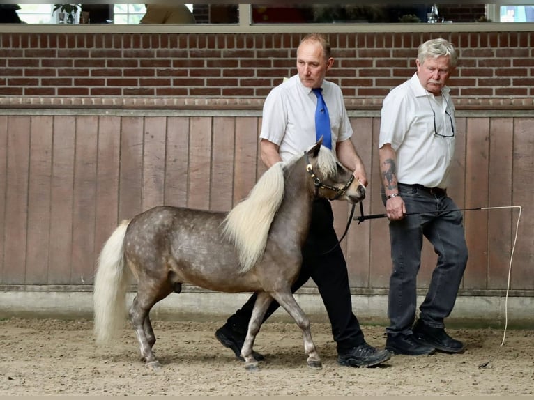 Cavallo in miniatura americano Stallone 3 Anni 84 cm in maastricht